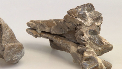 Urelefantenzahn eines Gomphoteriums, 15 Millionen Jahre alt