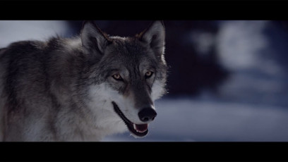 Der Wolf © ORF Vorarlberg (11) Kopie